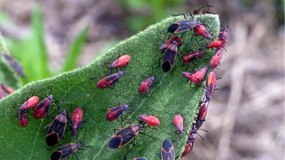 How to repel boxelder bugs from your yard – expert tips to keep these leafeaters away from your plants
