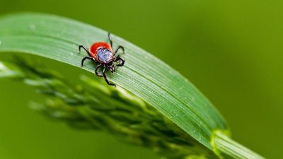 How to repel ticks in your yard – 5 expert ways to prevent them from coming in