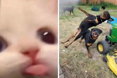 50 Animals Going “Goblin Mode”, As Shared By This Dedicated Instagram Account