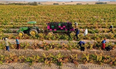 It’s a sin to overlook cinsault