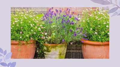 How to prune lavender for pretty perfumed blooms all summer long