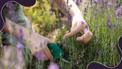 How to prune lavender for pretty perfumed blooms all summer long