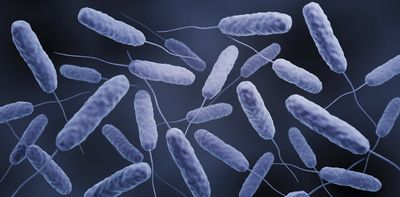 Cholera can kill you within hours if left untreated: how to recognise the symptoms and protect yourself