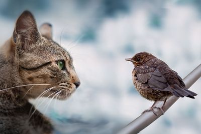 Are house cats safe from bird flu?