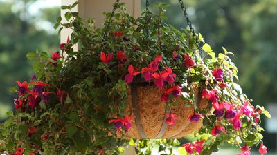 How to care for fuchsias in a hanging basket – pro tips on watering, location, and more