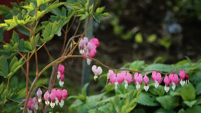 How to grow bleeding heart – the shade-tolerant perennial with striking blooms