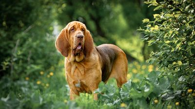 32 fun facts about bloodhounds