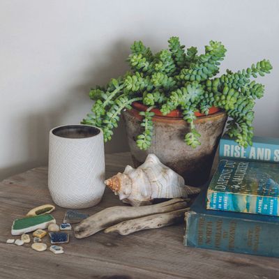 Learn how to care for Burro’s Tail and you'll be richly rewarded