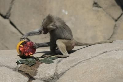 Mexico Wildlife Rescues Amid Heatwave And Drought