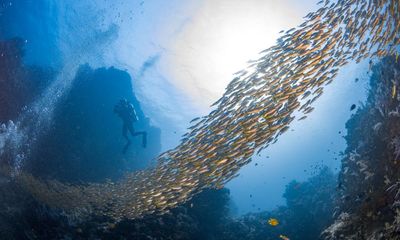 The High Seas by Olive Heffernan review – the depths of despair