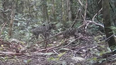 Bornean clouded leopard family filmed in wild for 1st time ever