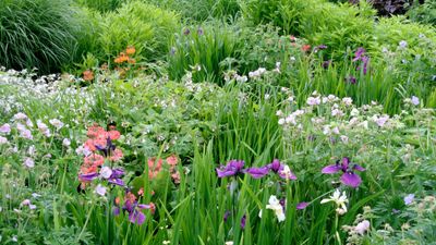 Best flood-resilient plants – 12 expert picks that thrive in water-logged soil