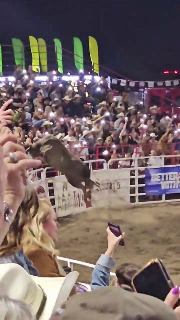 Rodeo bull hops fence at Oregon arena, injures 3 before being captured