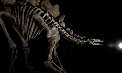 The super-rich are buying up dinosaur bones – and now they want our near-perfect Stegosaurus