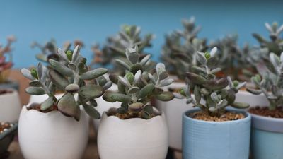 How to water a jade plant – and why underwatering might be better for its health