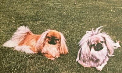 The pet I’ll never forget: Fred the funny, furious pekingese, whom my father carried like a furry handbag