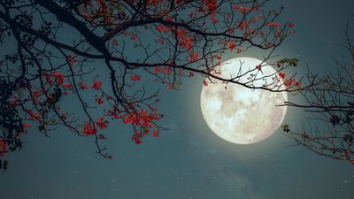 How to photograph the 'Flower Moon' full moon