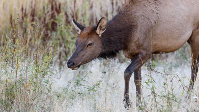 "We’ve never seen a year like this” – unprecedented third elk attack in a week sends another person to the hospital