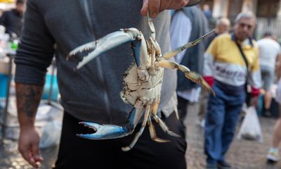 ‘Anything can be edible’: how Italians are making a meal of invasive crabs
