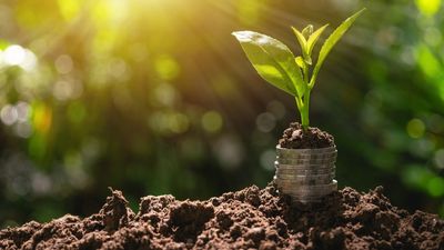 People are putting pennies in their soil – and it's not in the hope of growing a money tree. But should you rush to hop on this trend?