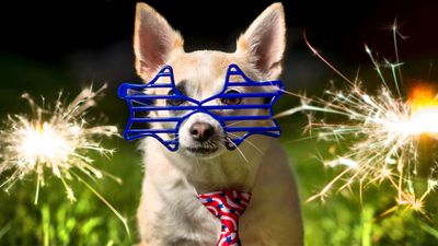 Trainer urges dog owners to start preparing for 4th of July fireworks now — and here are her top two tips