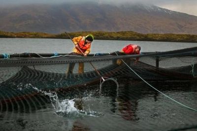 Scottish salmon industry calls on next UK Government to cut Brexit red tape