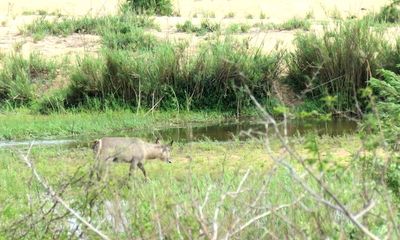 Can you spot the hunting lion? Two waterbucks didn’t but got lucky