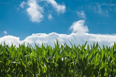 Corn: Has the Change in Latitude Changed the Attitude?