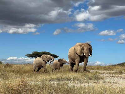 Elephants call each other by unique names, new study shows