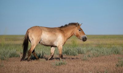 Wild horses return to Kazakhstan steppes after absence of two centuries