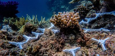 We have a moral responsibility to help low-income nations restore coral reefs