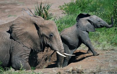 Elephants Call Each Other By Name, Study Finds