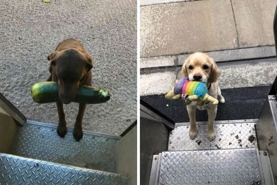 50 Times UPS Drivers Captured The Cutest Dogs They Met On The Job (Best Of All Time)