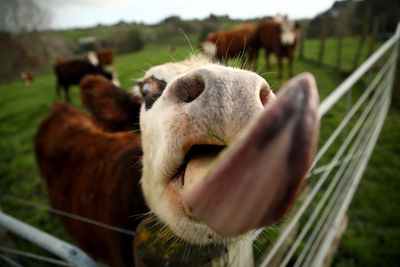 New Zealand scraps ‘burp tax’ on livestock after backlash from farmers