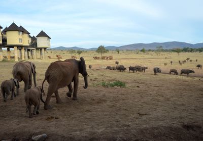 Chilli bombs and honeybees: Weapons in Tanzania’s human-elephant conflict