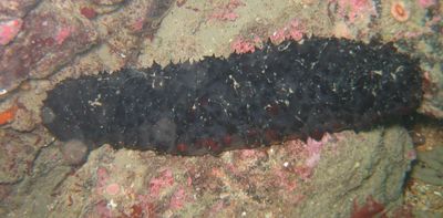 Coral reef recovery could get a boost from an unlikely source: Sea cucumbers, the janitors of the seafloor