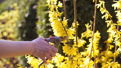 Is it too late to prune forsythia? Advice from a professional gardener on caring for these flowering shrubs