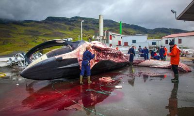 Iceland grants country’s last whaling company licence to hunt 128 fin whales