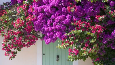 Why is my bougainvillea not flowering? Expert advice to revive your plant