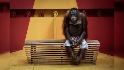 Sad orangutan scoops top prize at prestigious environmental photo awards