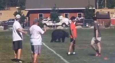 Bear makes broken-field run during California high school football practice