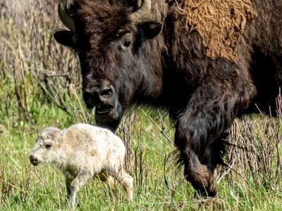 Warning as birth of rare white buffalo calf in Yellowstone park fulfills ancient prophecy