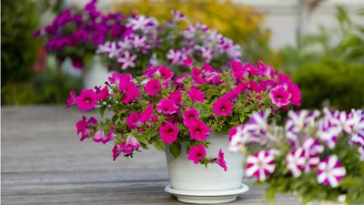 How to grow petunias in pots – expert tips for a spectacular container display