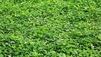 How to grow a clover lawn — 4 steps to a glorious garden