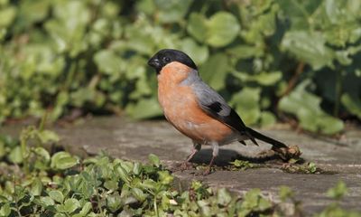 Country diary: Bulky bullfinches are the sweetest of songsters