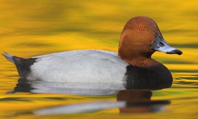 Birdwatch: pochards are one of Britain’s rarest breeders