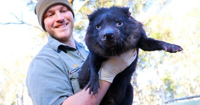 Barrington Tops' Aussie Ark welcomes devilishly good crop of joeys