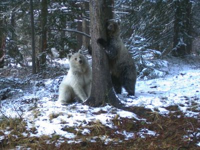 Rare white grizzly bear and its two cubs killed in Canada in separate car strikes