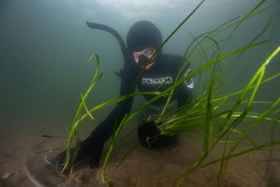 Underwater Gardeners Plant Eelgrass To Save 'Dead' Danish Fjord