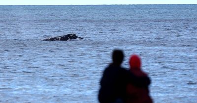 Close encounters of the humpback kind dazzle onshore whale watchers